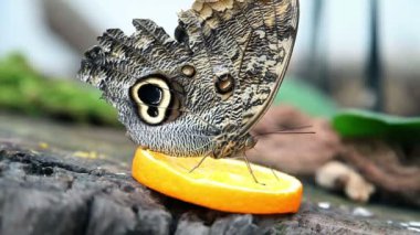 egzotik kelebek turuncu bir dilim besleme