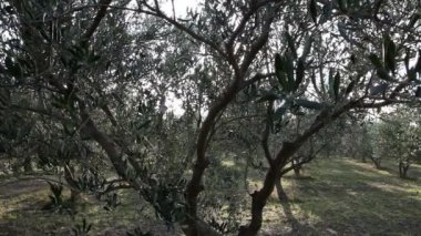 zeytin ağacı