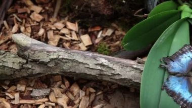 Orkide cins istirahat güzel kelebek