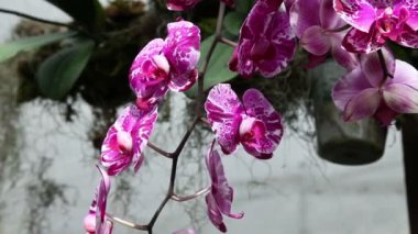 Güzel Menekşe orkide çiçekleri yakın çekim