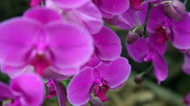 Güzel orkide çiçeği