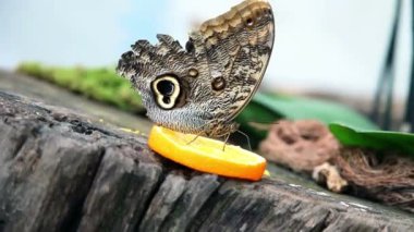 turuncu bir dilim besleyen bir egzotik kelebek güzel yakın çekim