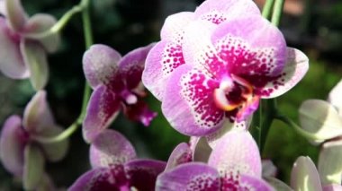 Bir güzel orkide çiçeği yakın çekim