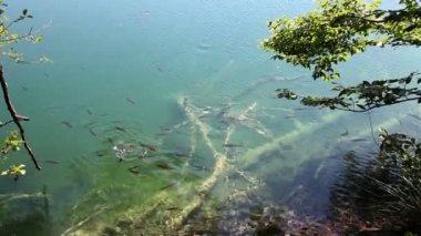 plitvice göle yüzmeye balıklar bir balık vurdu