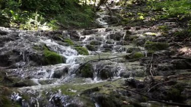 ormanda rapids detaylı çekim