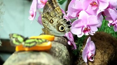 pembe orkide ve kelebek