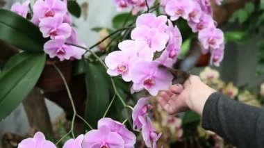 Orkide kadın koyarak kelebeği