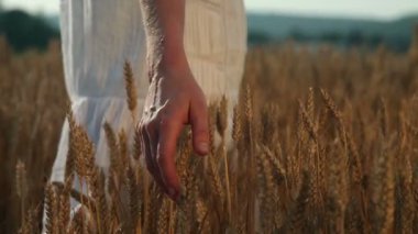 Buğday taneleri dokunmadan kadın eli