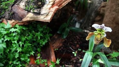 doğal bir envirnment içinde güzel orkide