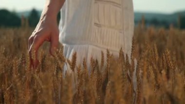 Buğday taneleri dokunmadan kadın eli