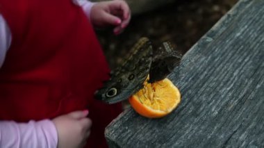 bir portakal yeme kelebekler