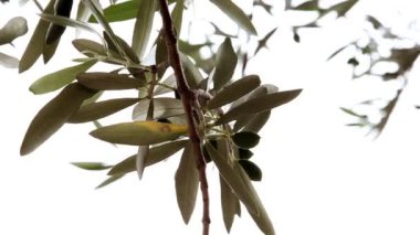 zeytin ağacı dalı atış kapatmak