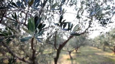 zeytin ağacı kadeh kaydırmak