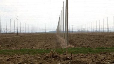 terk edilmiş alan şerbetçiotu Güz