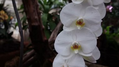 güzel bir beyaz orkide atış kapatın