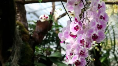 ağaçlar çiçek orkide büyüyen