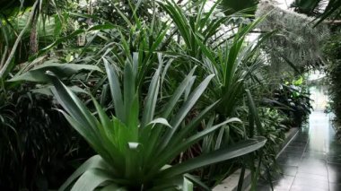 genç kadın sera içinde dinlendirici bir yürüyüş üzerinde oldukça