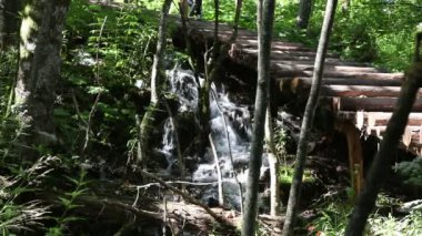 atış ormandaki küçük bir şelale