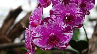 Mor orkide çiçeği yakın çekim