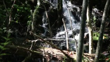 Ormanda küçük bir şelale