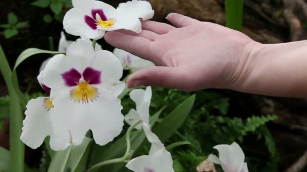 Mujer tocando hermosa flor de orquídea blanca — Vídeos de Stock