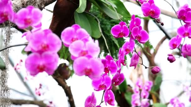 Beautiful garden with orchids — Stock Video