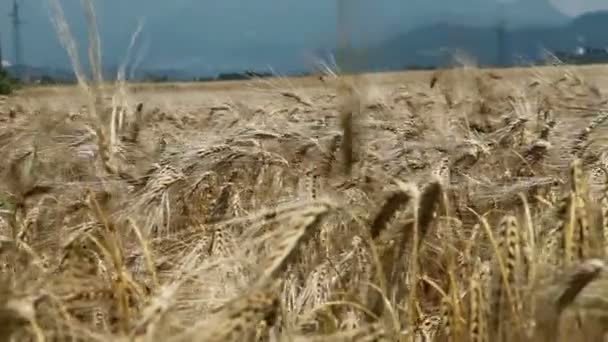 Veld in platteland — Stockvideo