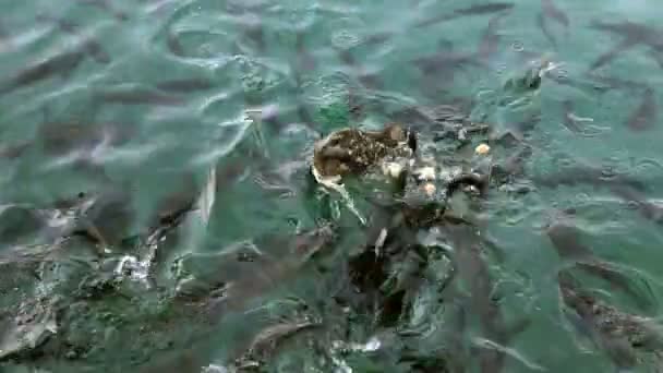 Schwarm von Fischen und Enten schwimmt — Stockvideo