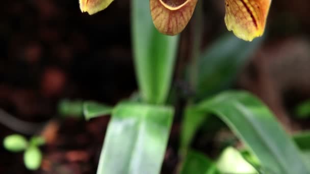 Kolorowy orchidea kwiat — Wideo stockowe