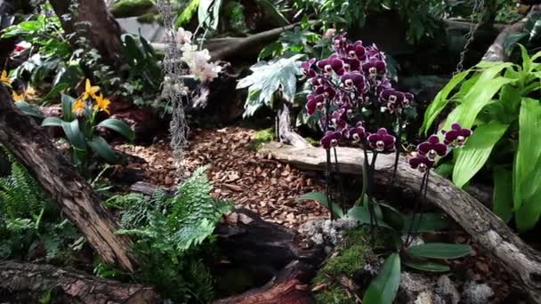 Gyönyörű virágok erdő — Stock videók