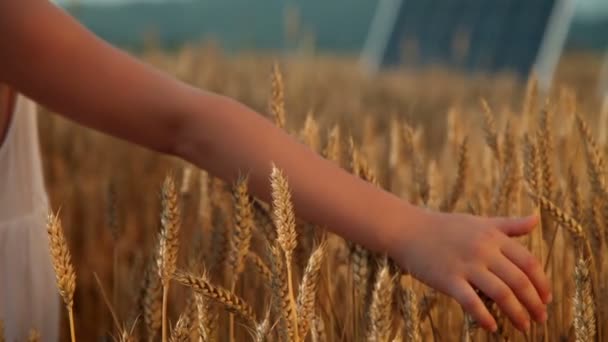 Little girl on a grain field — Stock Video