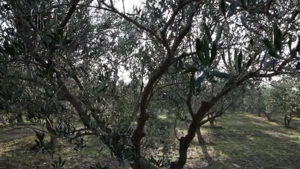 Olive tree — Stock Video