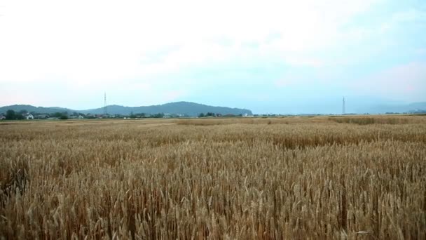 Veld in platteland — Stockvideo