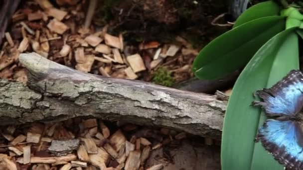 Vacker fjäril vilar på orchid — Stockvideo