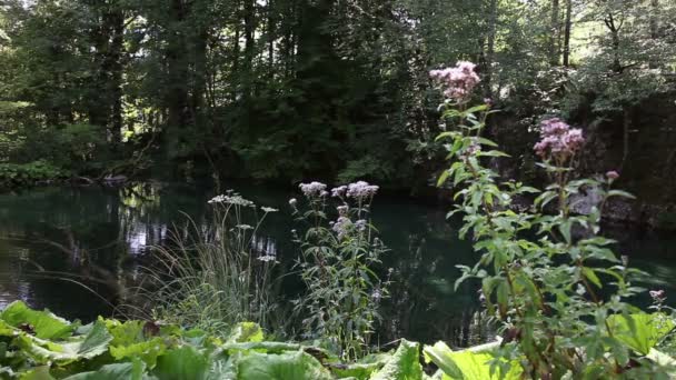 Foto panorámica de algunas flores en el parque nacional de Plitvice — Vídeos de Stock