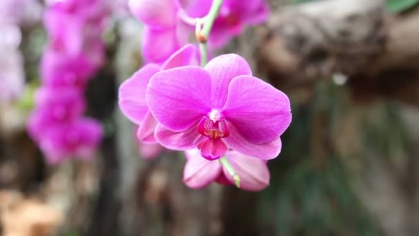 Hermosa flor de orquídea — Vídeo de stock