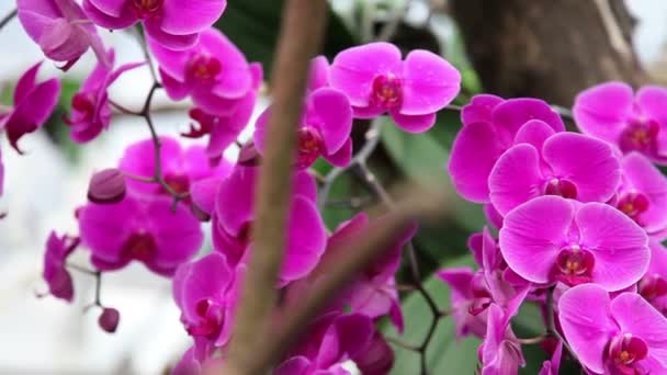 Schöne Orchideenblüte — Stockvideo