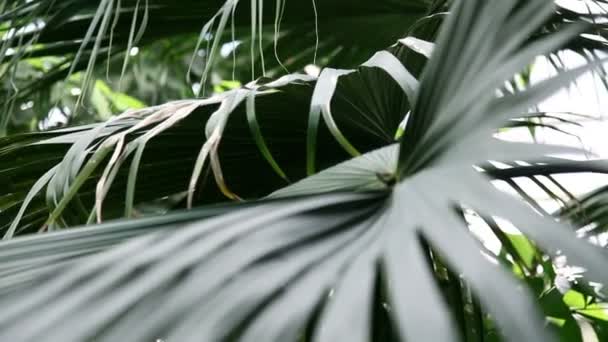 krásný zelený list tropické palmy