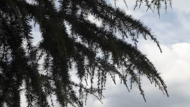 Shot of the tree branch with some clouds in behind — Stock Video