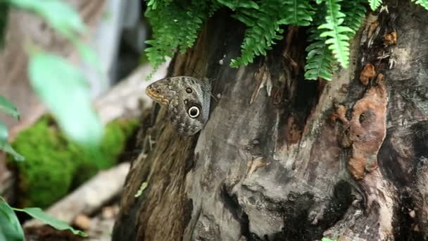 Bonita mariposa marrón en un árbol — Vídeo de stock