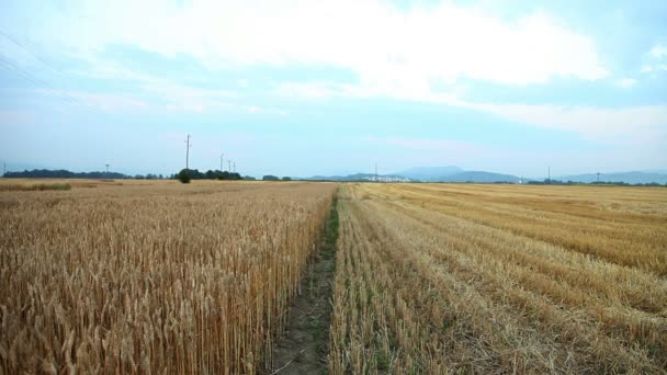 Campo no campo — Vídeo de Stock