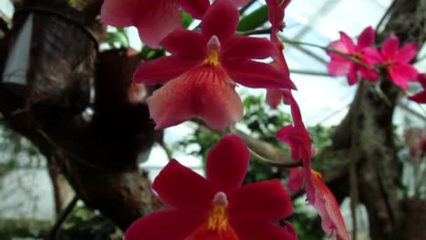 orchidée rouge 