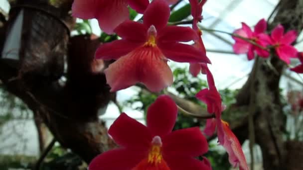 Rote Orchidee — Stockvideo