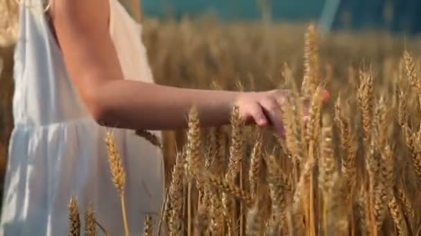 Little girl on a grain field — Stock Video