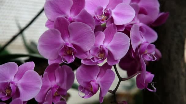 Detail květu krásnou orchidej