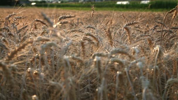 Зрелая пшеница — стоковое видео