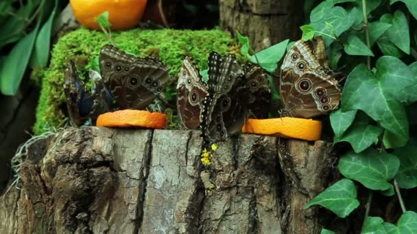 Несколько бабочек — стоковое видео