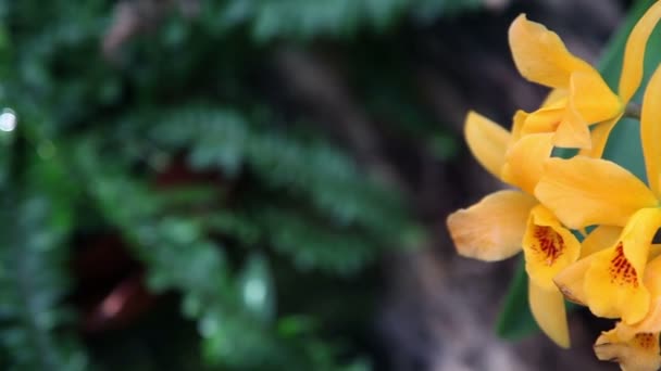 Sluiten van links naar rechts pan shot van een mooie gele orchidee — Stockvideo