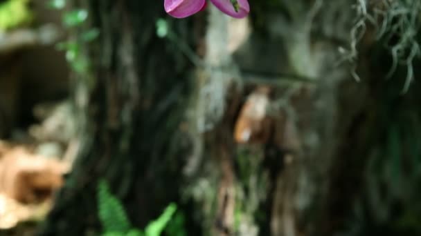 Close-up shot van een mooie violet orchidee — Stockvideo