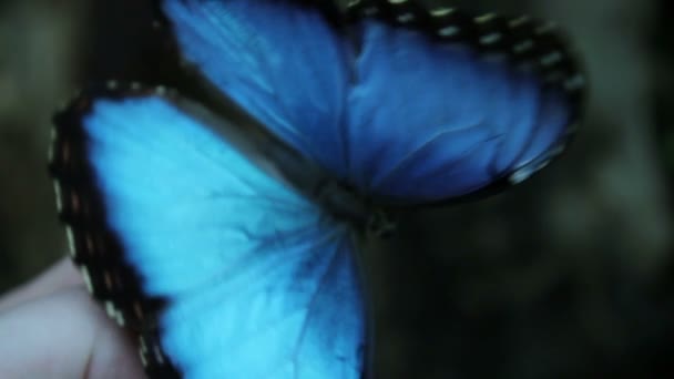 Beautiful blue butterfly — Stock Footage Beautiful blue butterfly Royalty Free Stock Footage